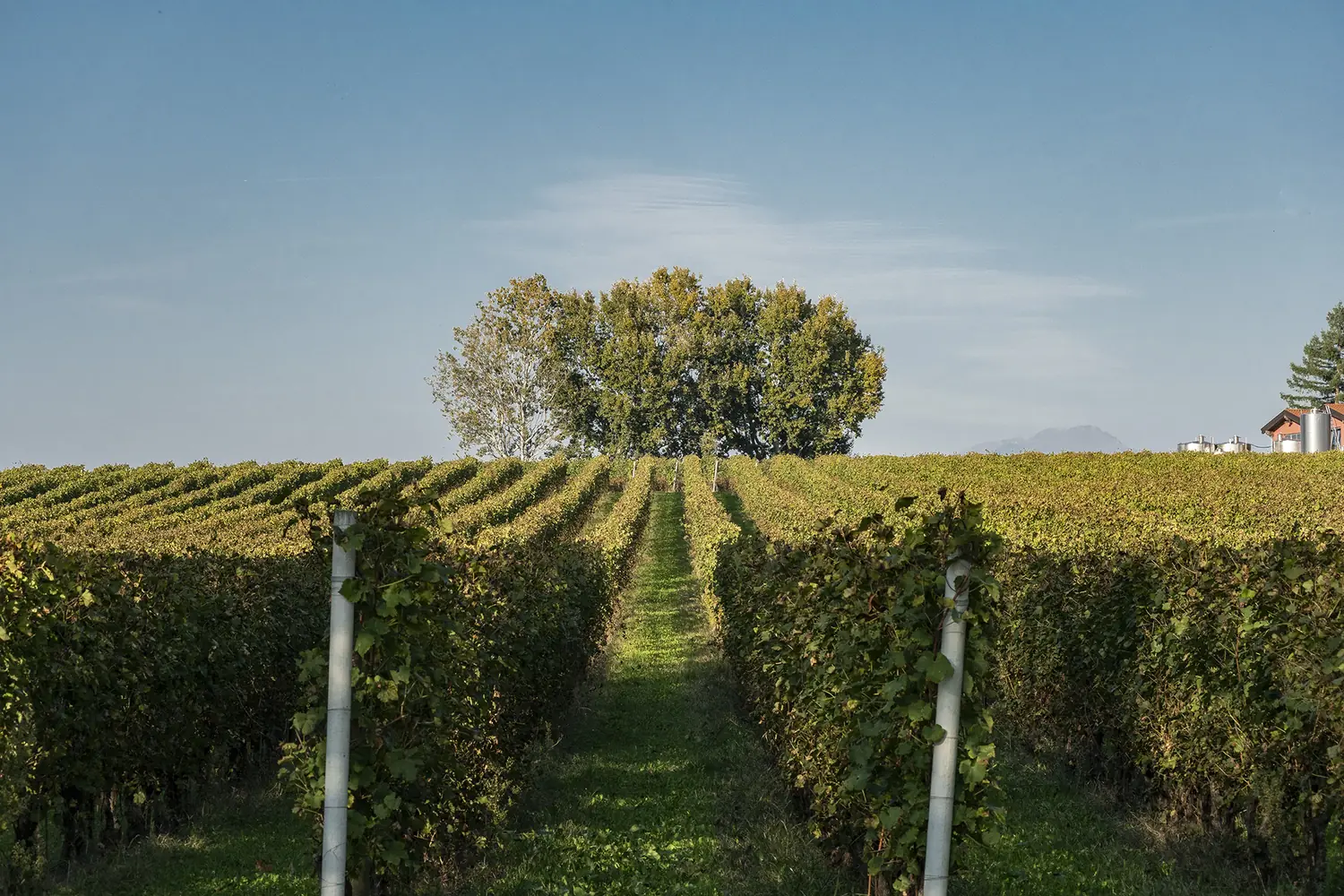 Vigneto Citari · Riviera del Garda