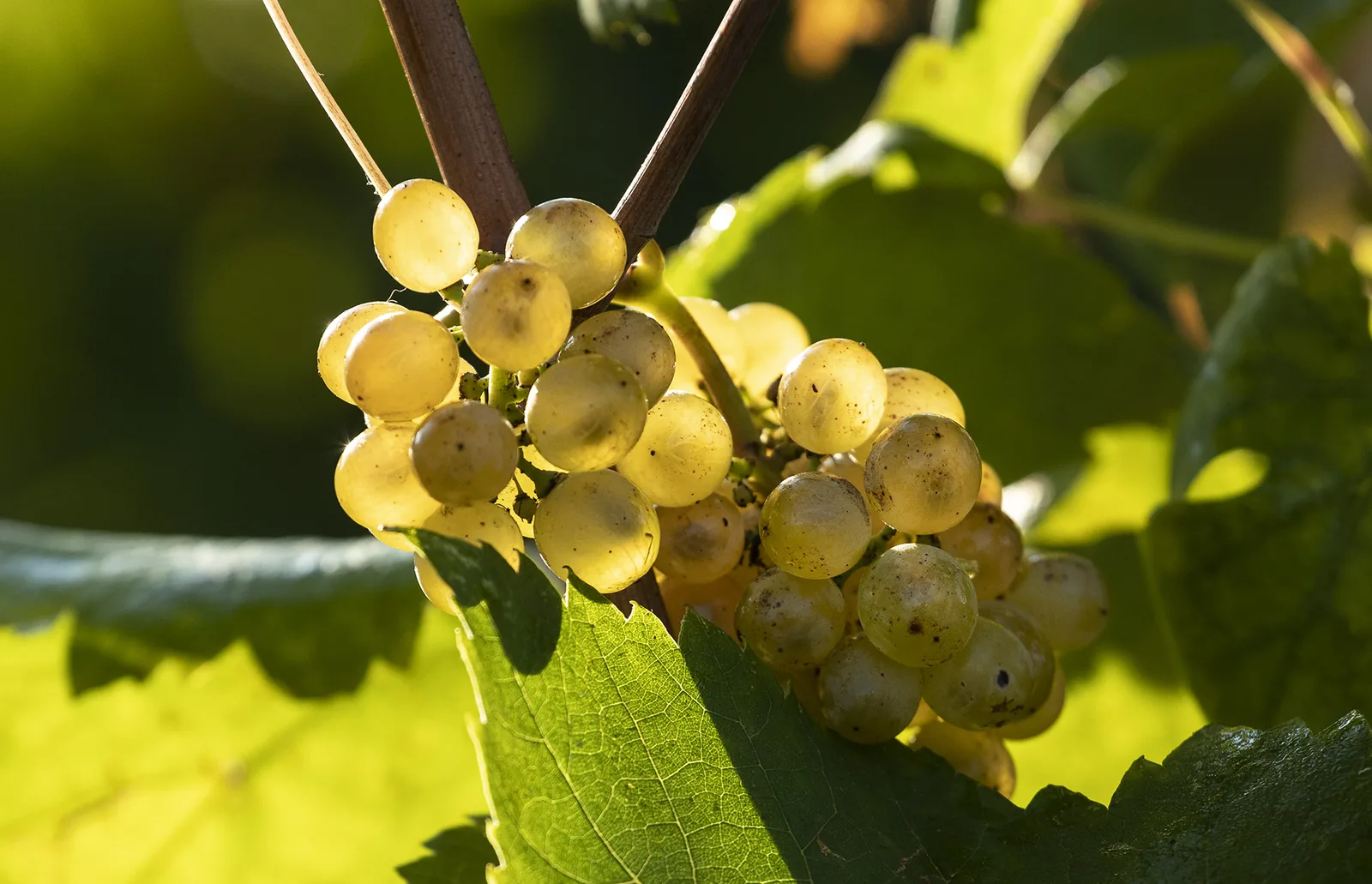 Grappolo d'uva in vigna · Citari